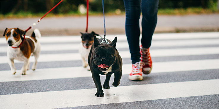 how do i start my own dog walking business uk