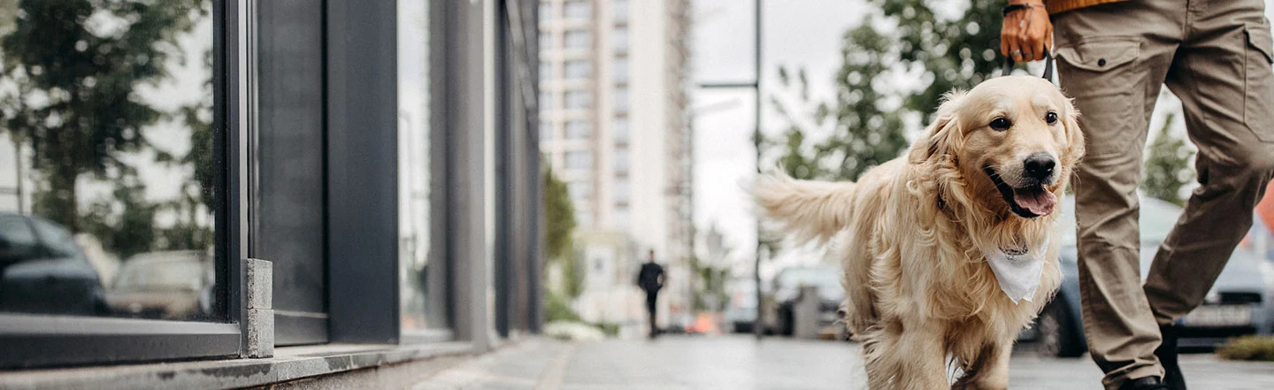 A man walking his dog in a city